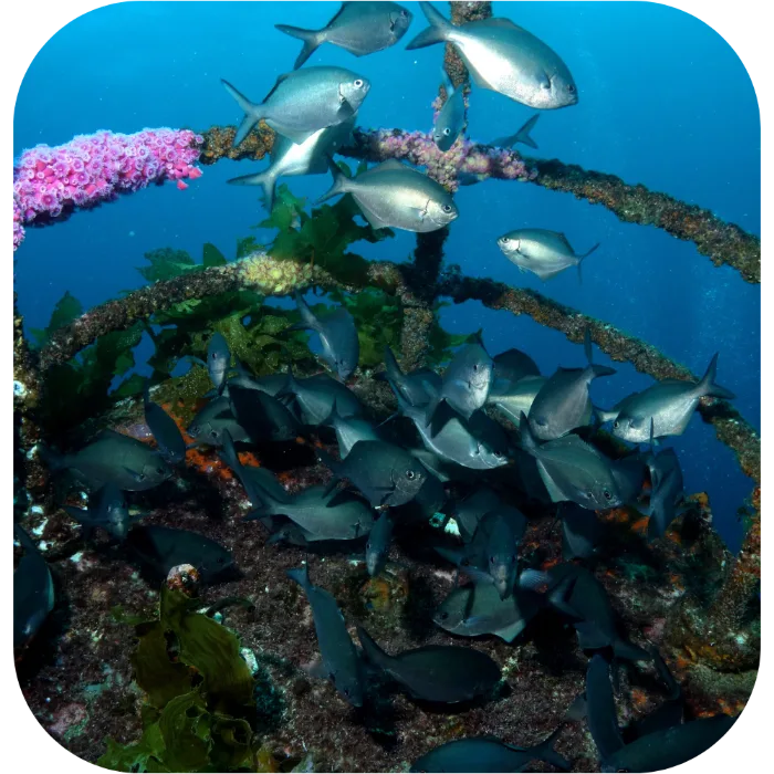 A school of fish above kelp-covered reef in the Bay of Islands