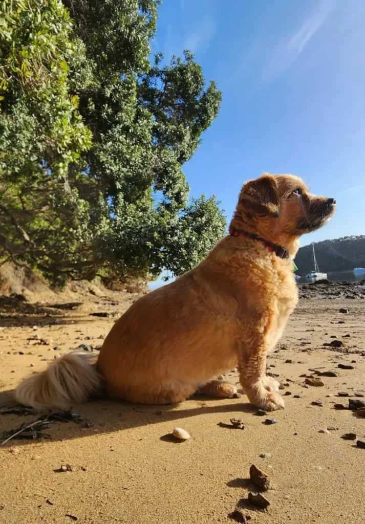 Ted, the Paihia Dive shop dog
