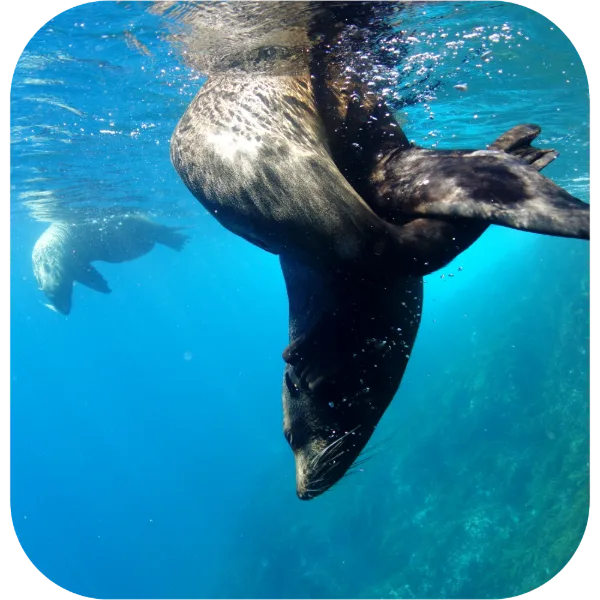 SNORKELLING