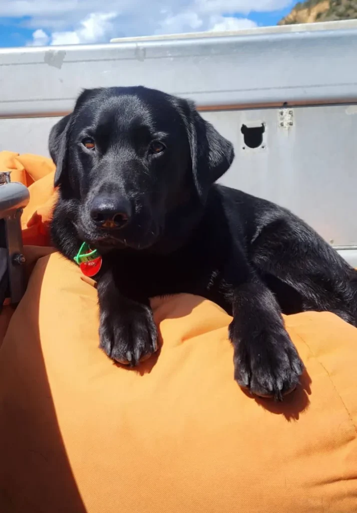 Betty, the Paihia Dive shop dog