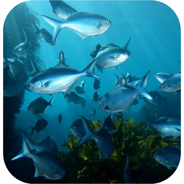 Reef Diving