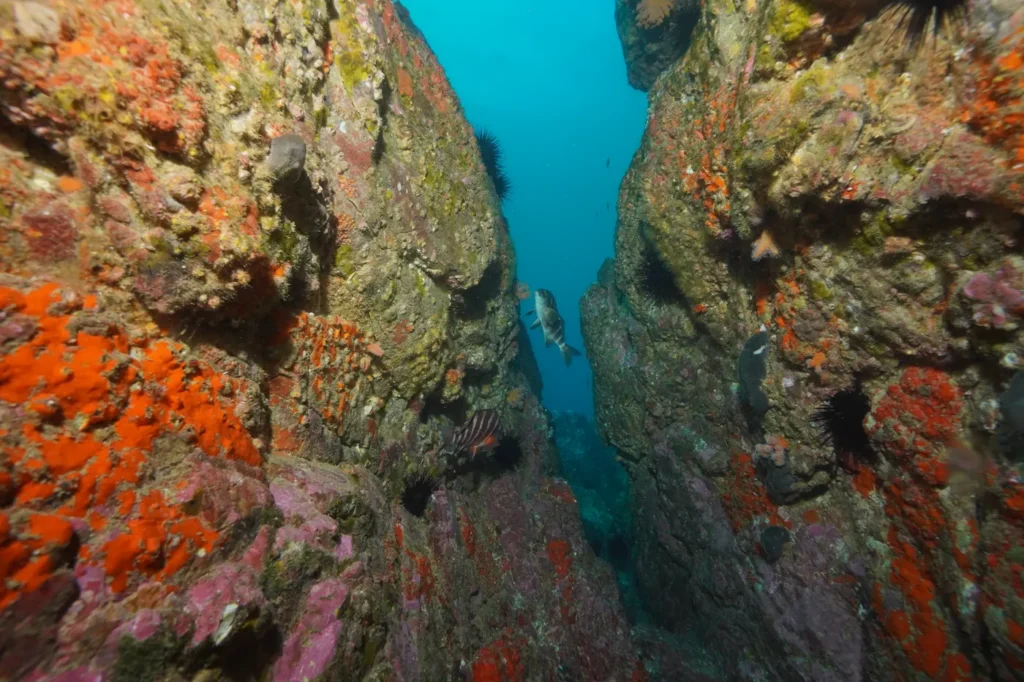 Narrow rock canyon lined with orange sponges near Cape Brett