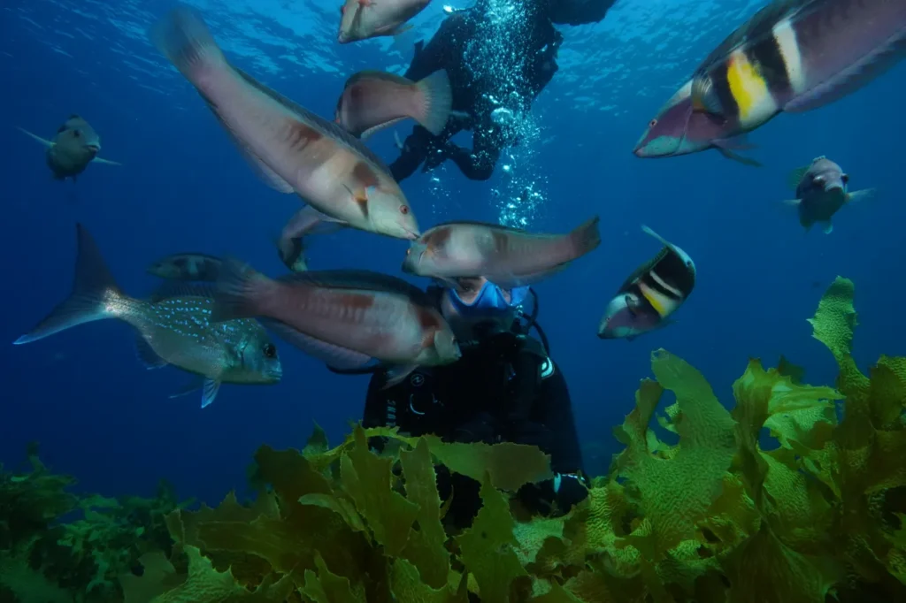 Diver among wrasses and snapper over a kelp reef in the Bay of Islands