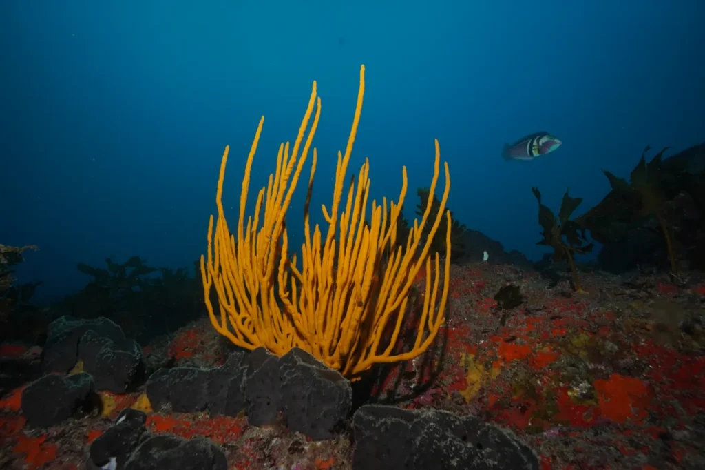Yellow gorgonian sea fan on a deep Bay of Islands reef