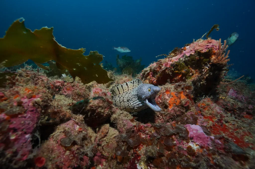 Moray eel in an encrusted reef in the Bay of Islands