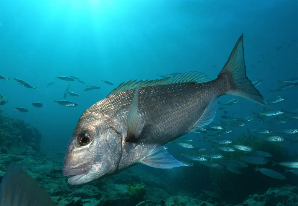 Large snapper with a school of fish in the Bay of Islands