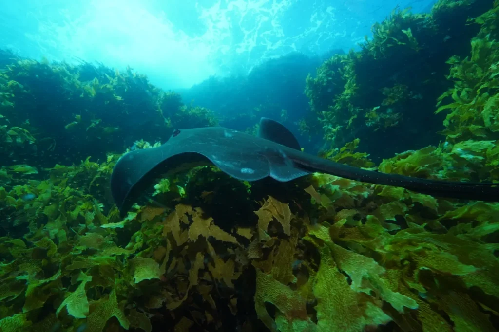 Stingray gliding over a kelp reef in the Bay of Islands