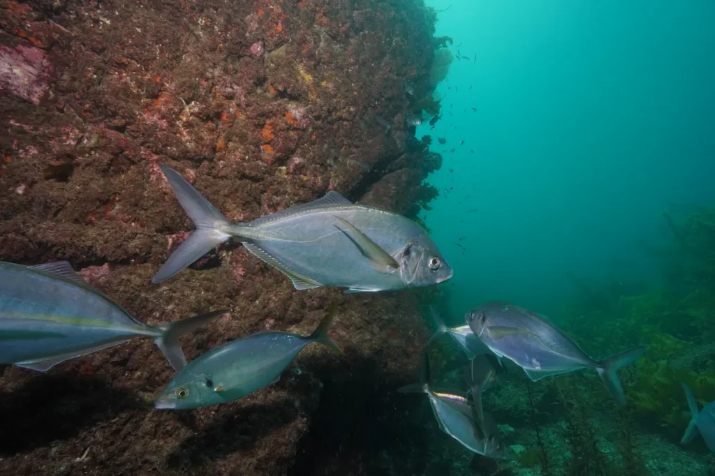 Trevally swimming along an encrusted rock wall in the Bay of Islands