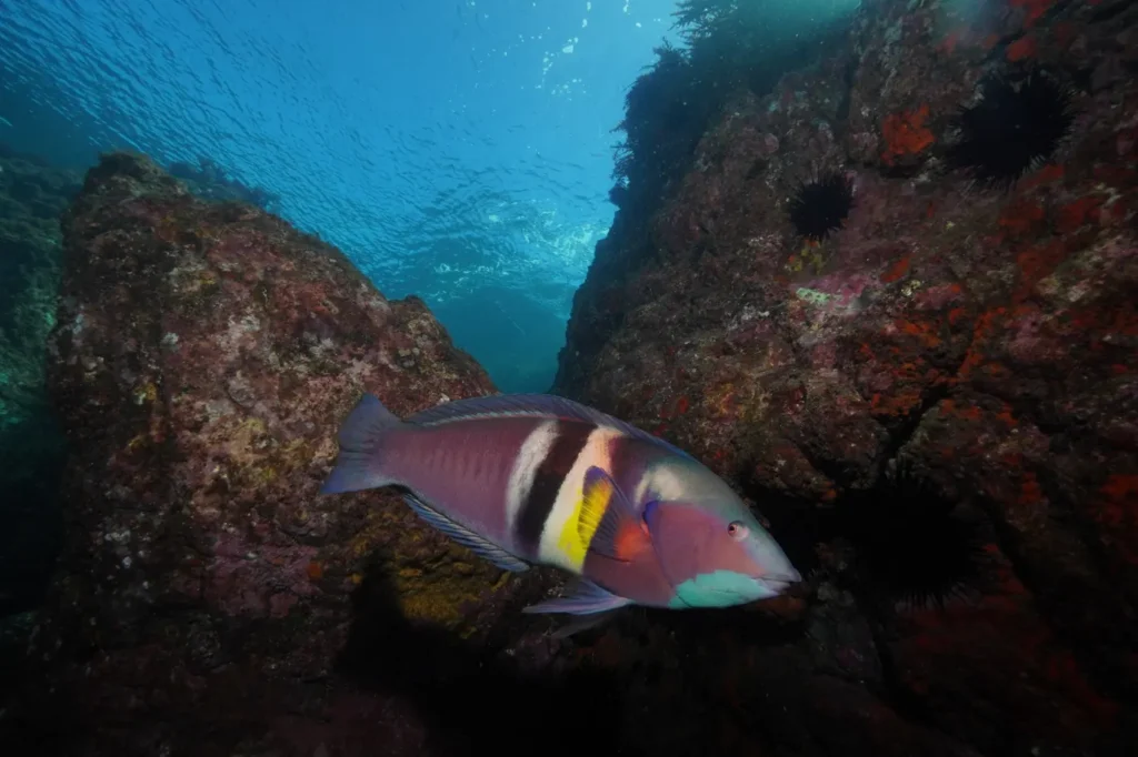 Wrasse in a rocky reef gully in the Bay of Islands