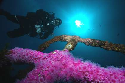 Diver amongst jewel anemones on the Canterbury wreck