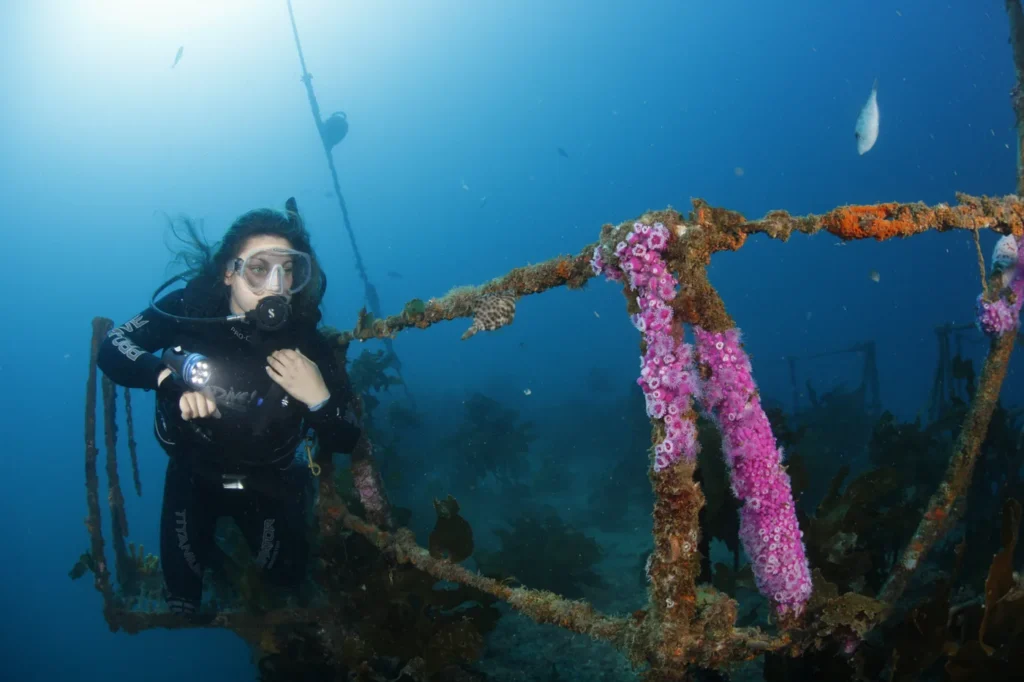 A diver beside a railing covered in pink jewel anemones on the HMNZS Canterbury