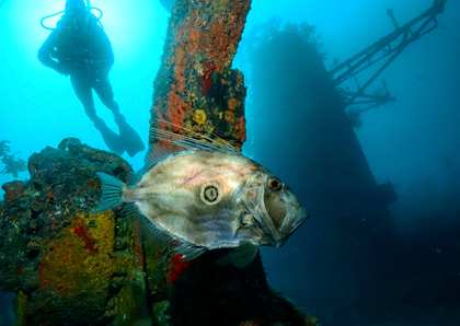 Fish sheltering on the Canterbury wreck structure