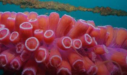 Close-up of pink jewel anemones on the Canterbury wreck