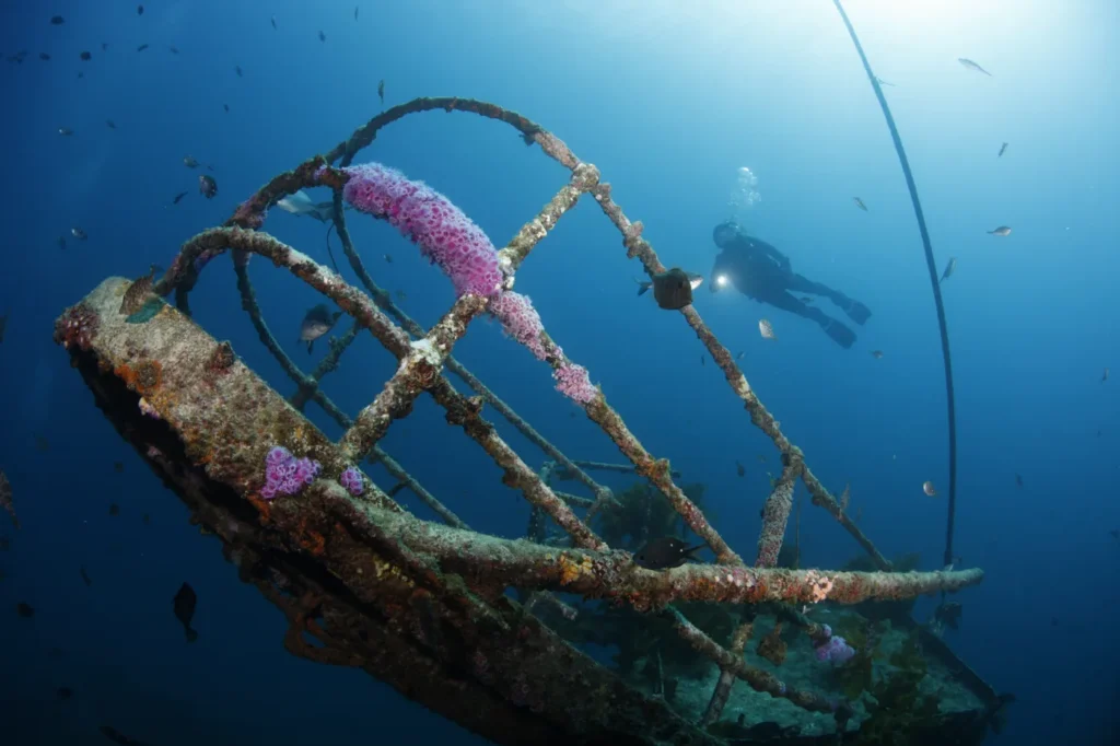 Pink jewel anemones on the mast of the HMNZS Canterbury wreck, with a diver