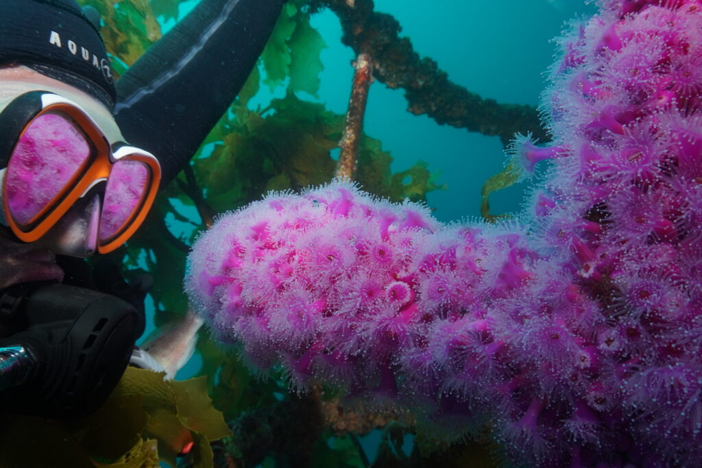 Diver face to face with pink jewel anemones on the HMNZS Canterbury