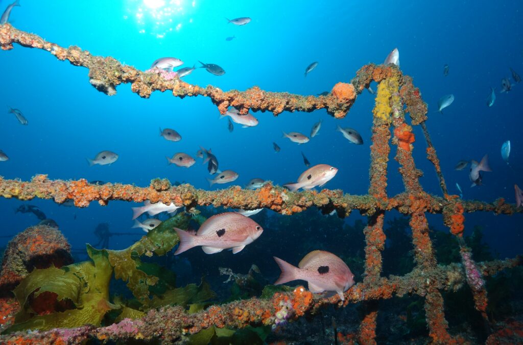Fish life around the encrusted rails of the HMNZS Canterbury