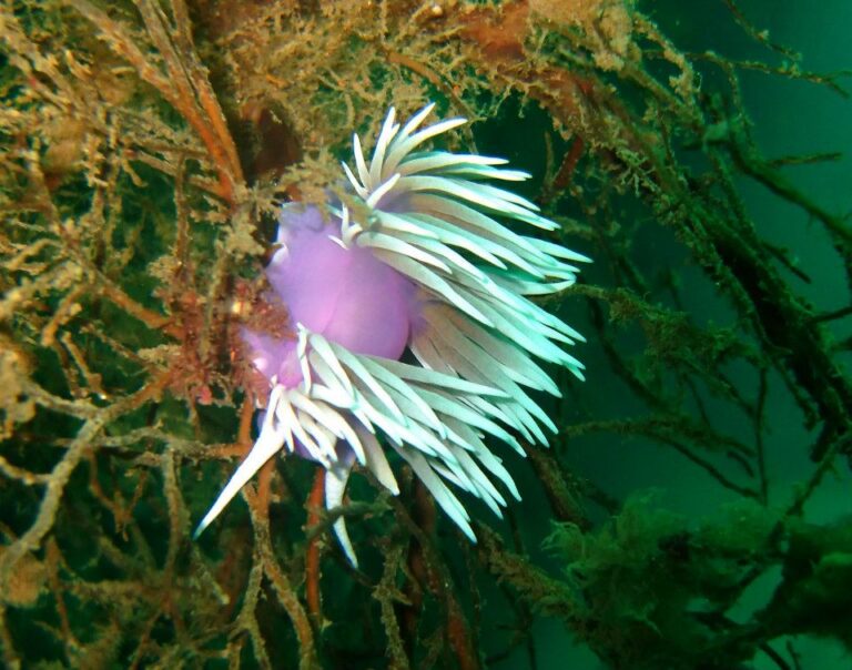 Jason’s nudibranch on the Rainbow Warrior wreck