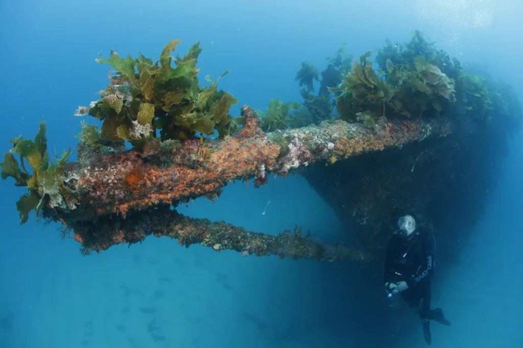A diver beneath the kelp-covered bow of the Rainbow Warrior wreck