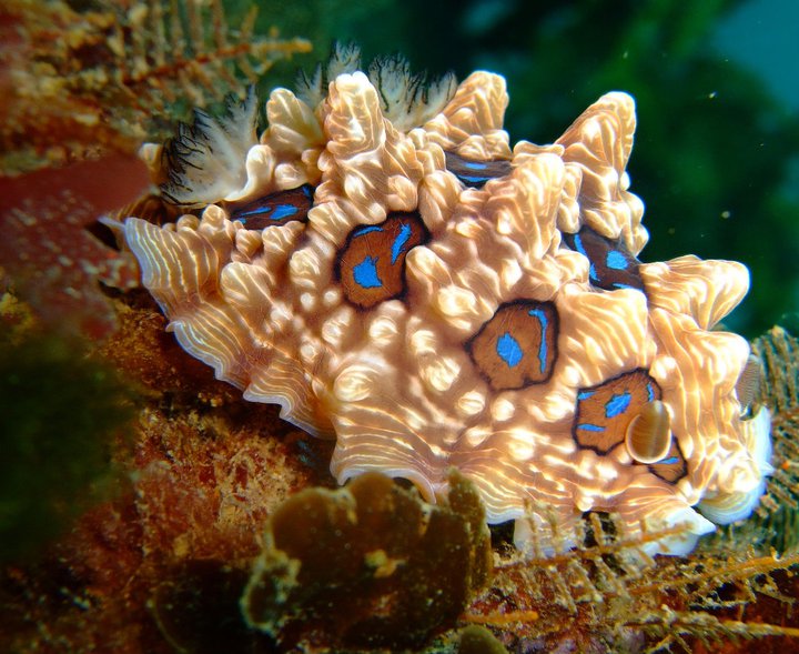 Clown nudibranch on the Rainbow Warrior wreck