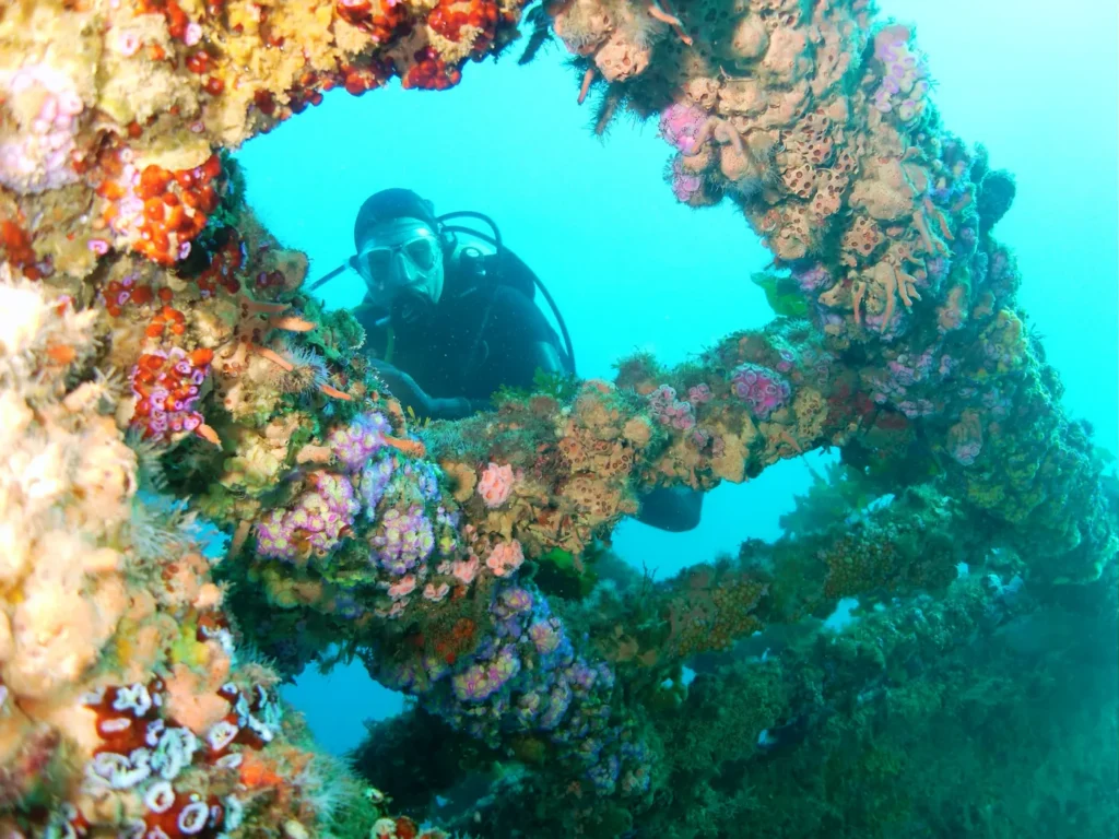A diver framed by colourful encrusting life on the Rainbow Warrior wreck