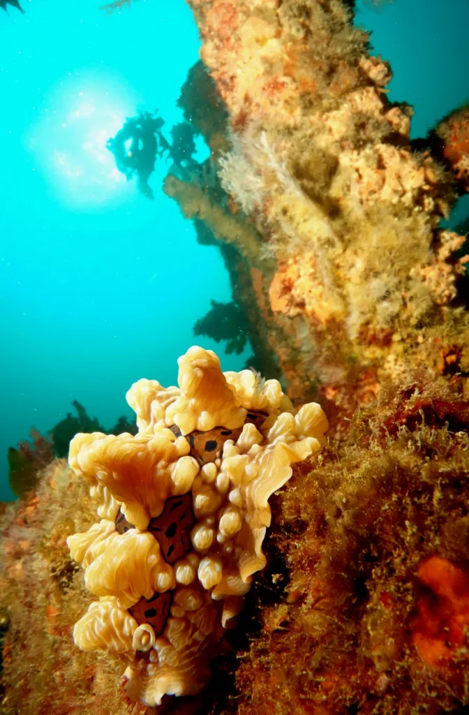 A gem nudibranch on the Rainbow Warrior wreck