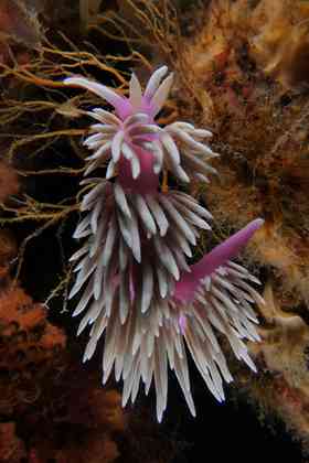 A Janolus mirabilis nudibranch on the Rainbow Warrior wreck