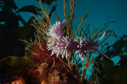 A close-up of a Janolus mirabilis nudibranch on the wreck