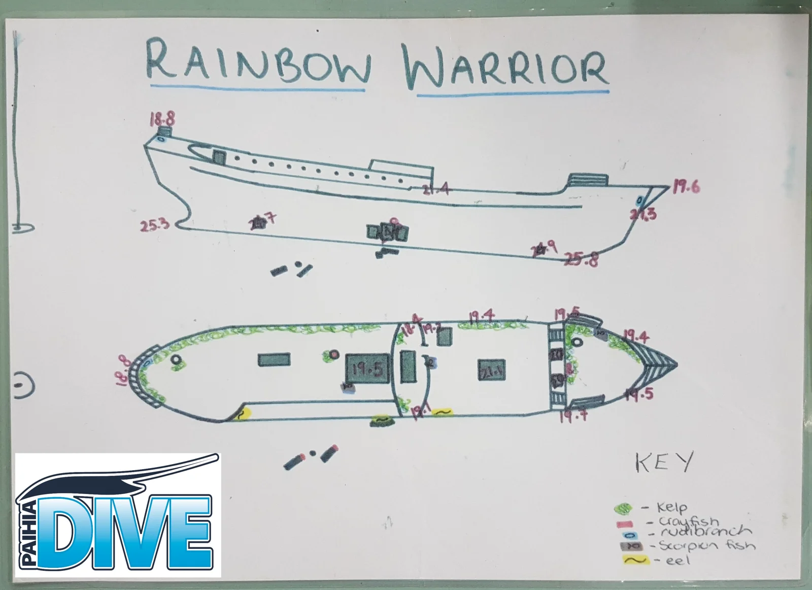 Paihia Dive's hand-drawn map of the Rainbow Warrior wreck with depths and marine life