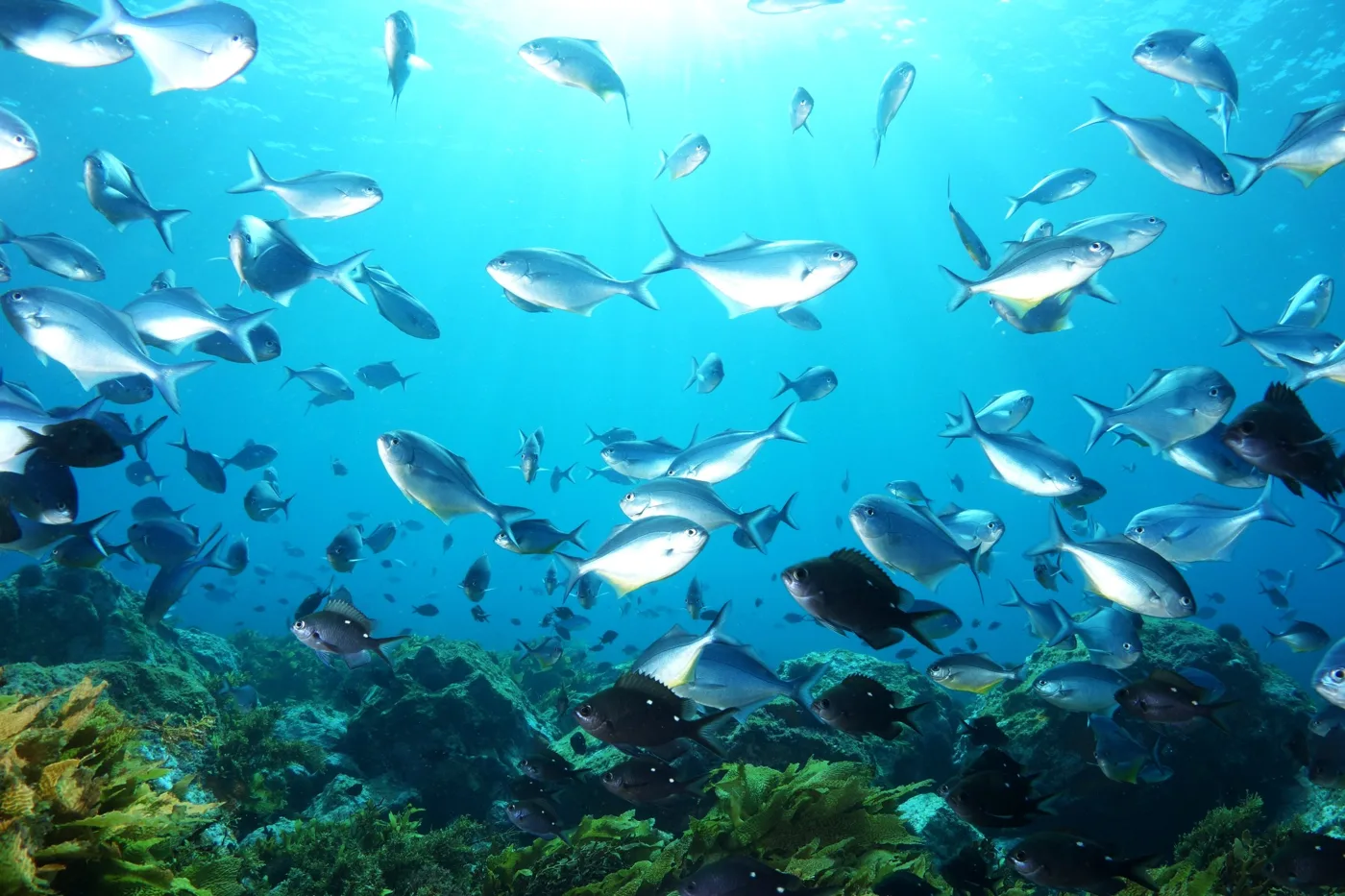 A school of fish over the reef in the Bay of Islands