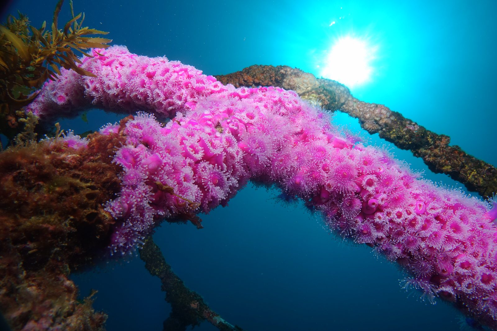 The HMNZS Canterbury Dive: Craig’s Perspective