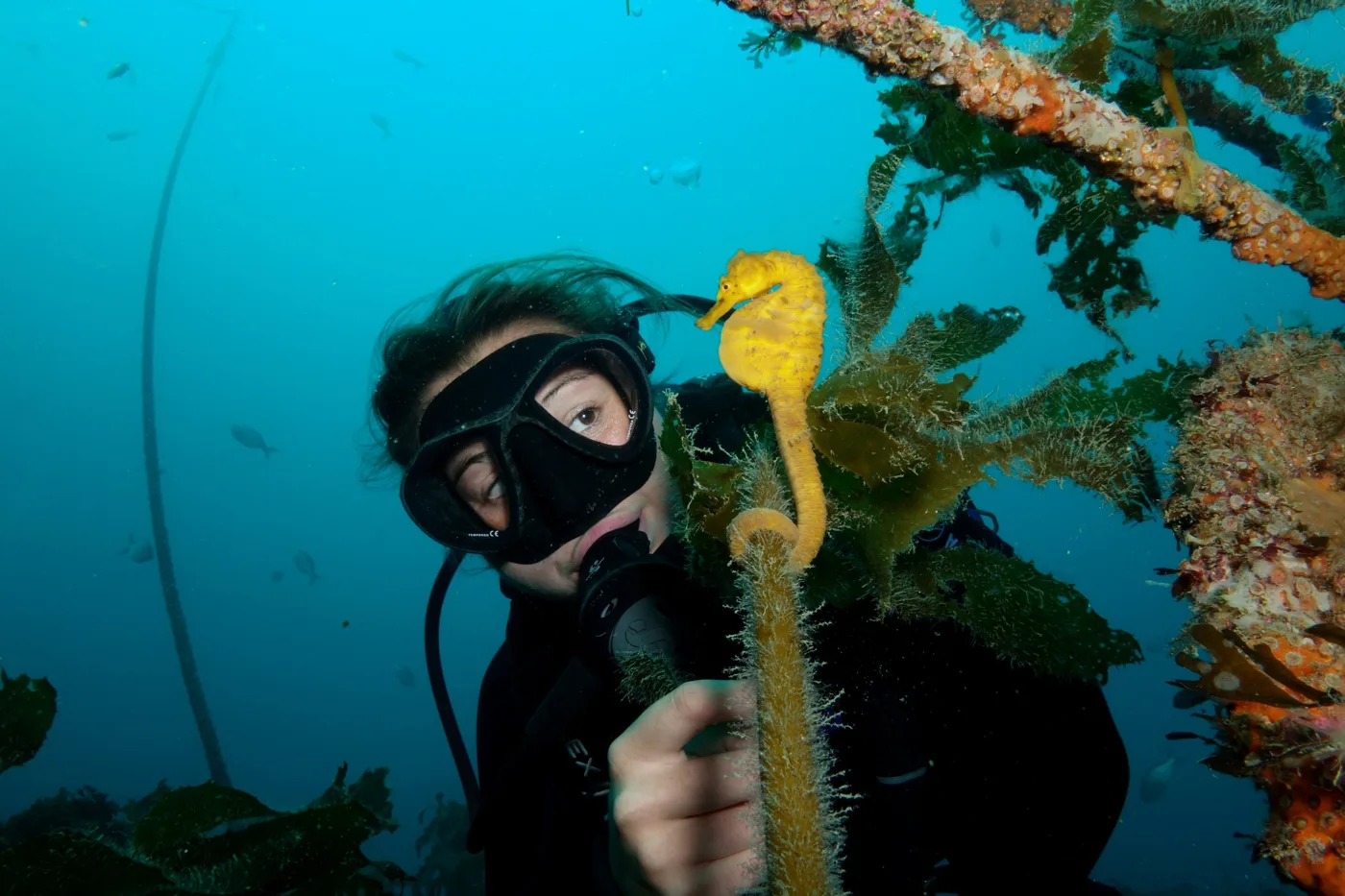 A diver looking closely at a seahorse