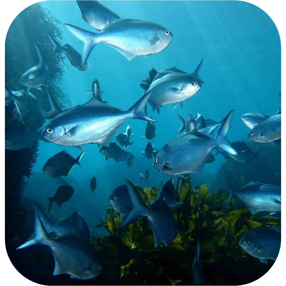 A school of fish over kelp in the Bay of Islands