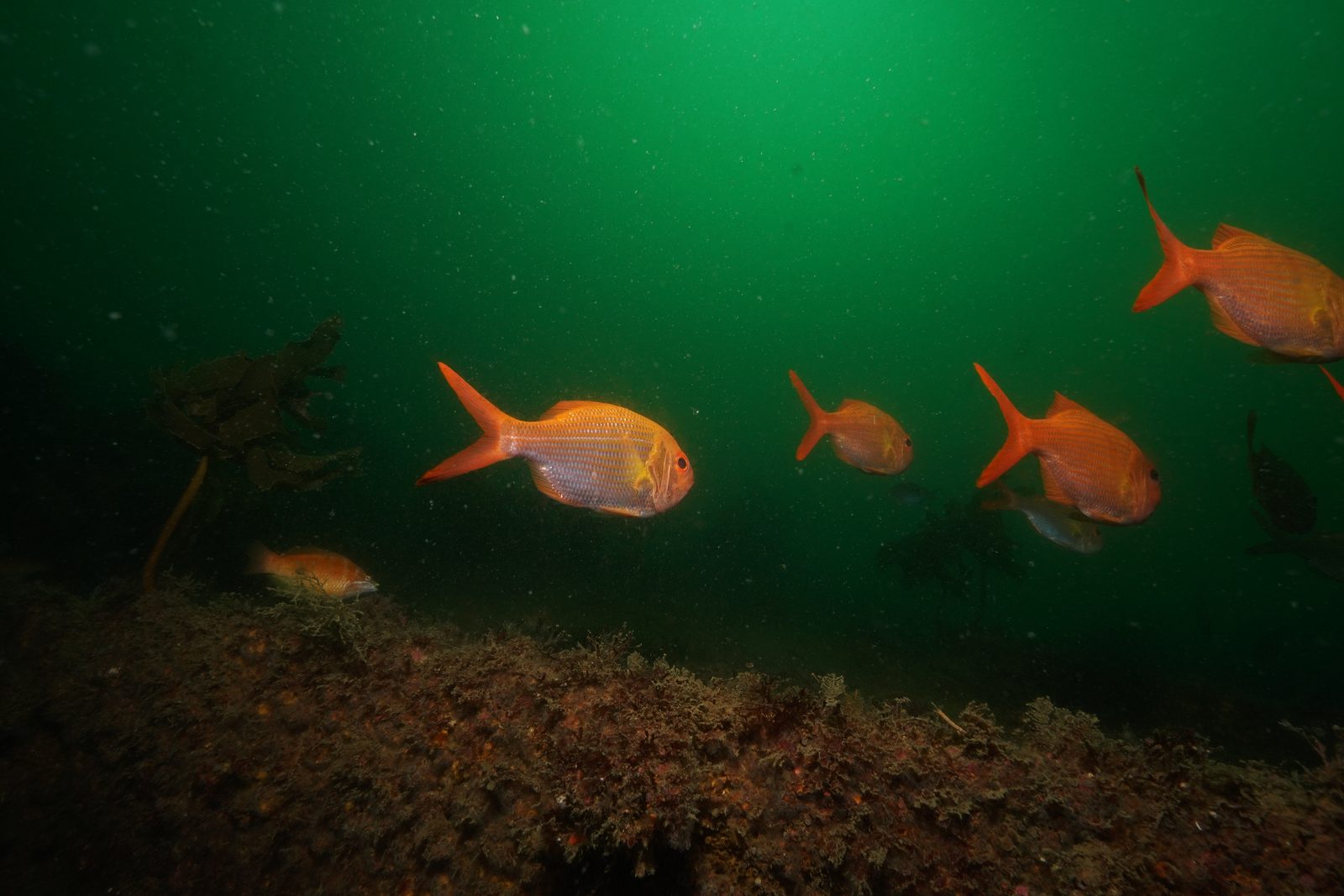 School of golden snapper over a Bay of Islands wreck in green spring water