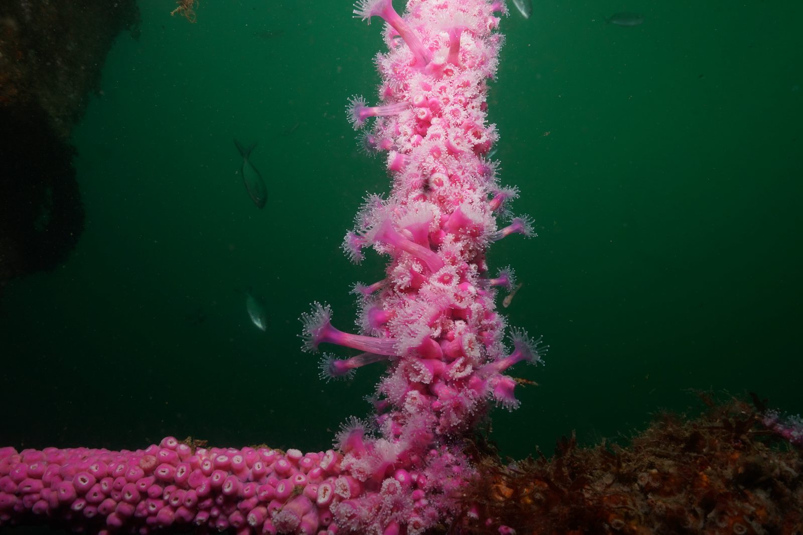 Pink jewel anemones covering the railings of a Bay of Islands wreck