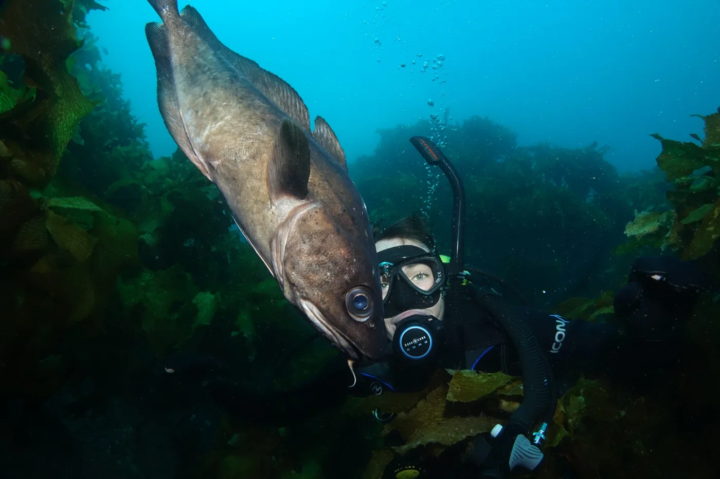 A diver comes face to face with a curious fish