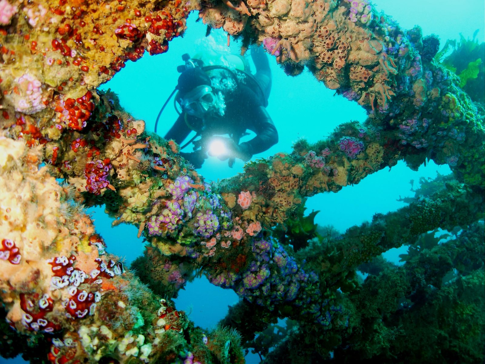 Diver with a torch looking through the encrusted bow of the Rainbow Warrior wreck