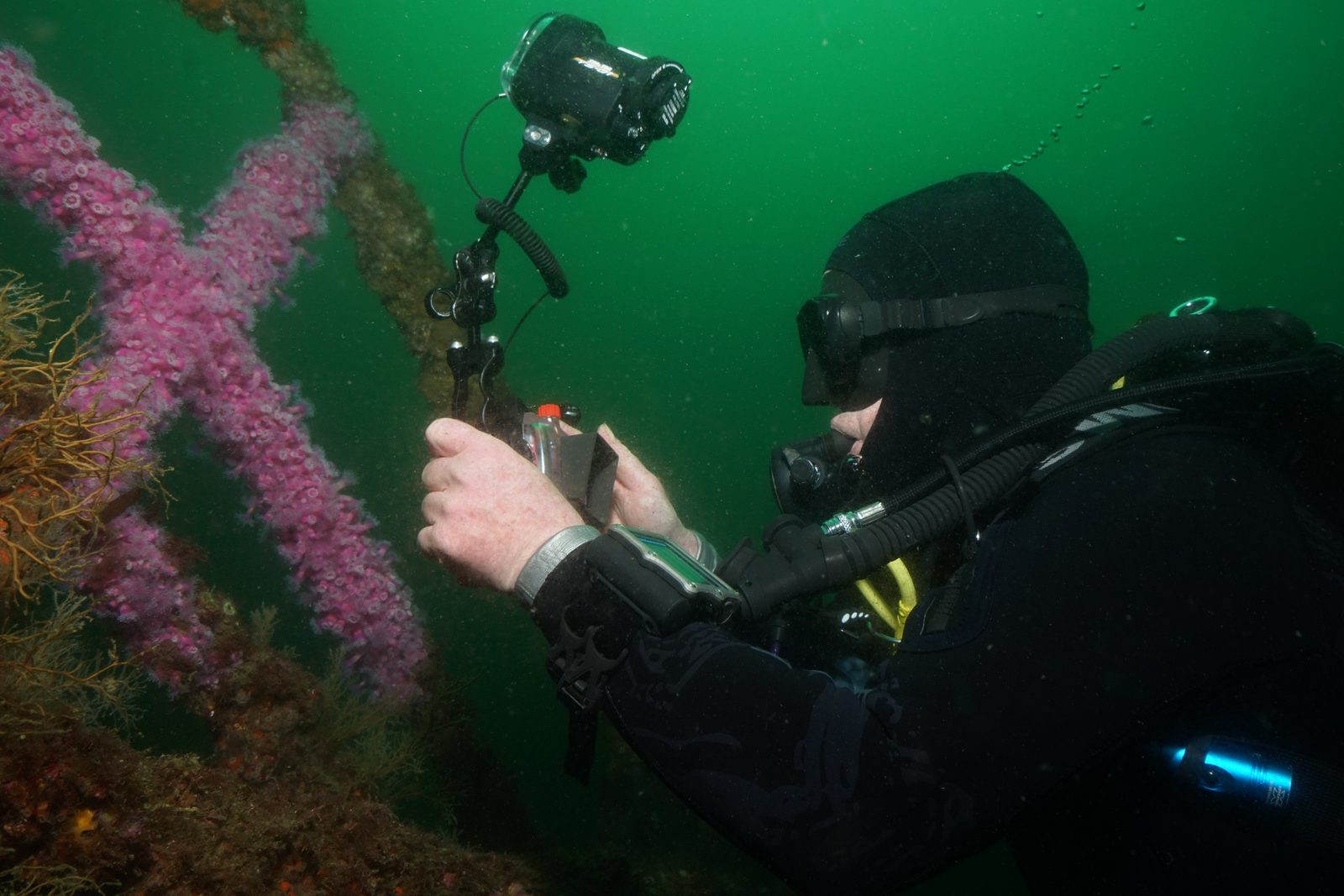 Diving the Bay of Islands in spring