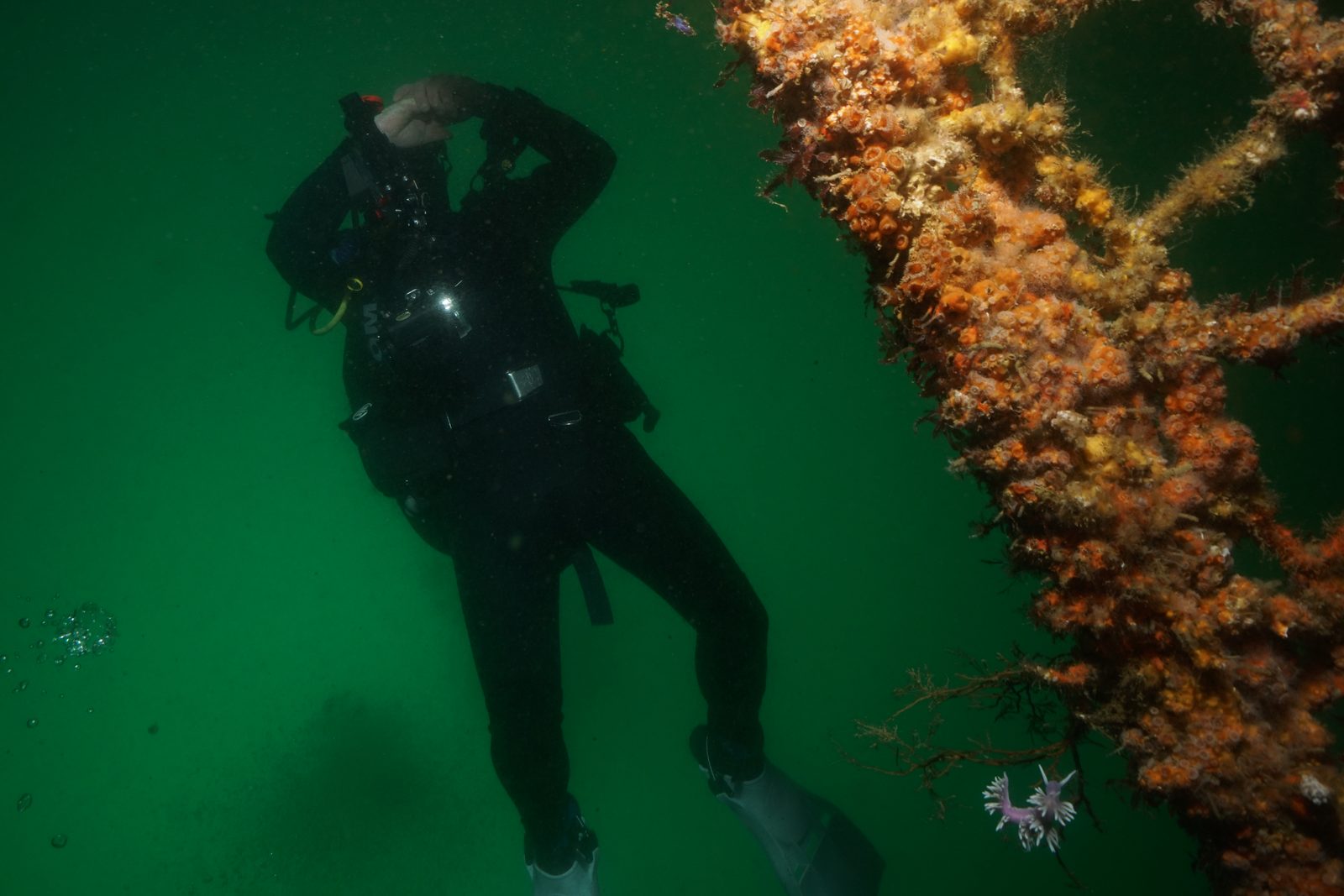Diver in green spring water alongside the encrusted structure of a Bay of Islands wreck