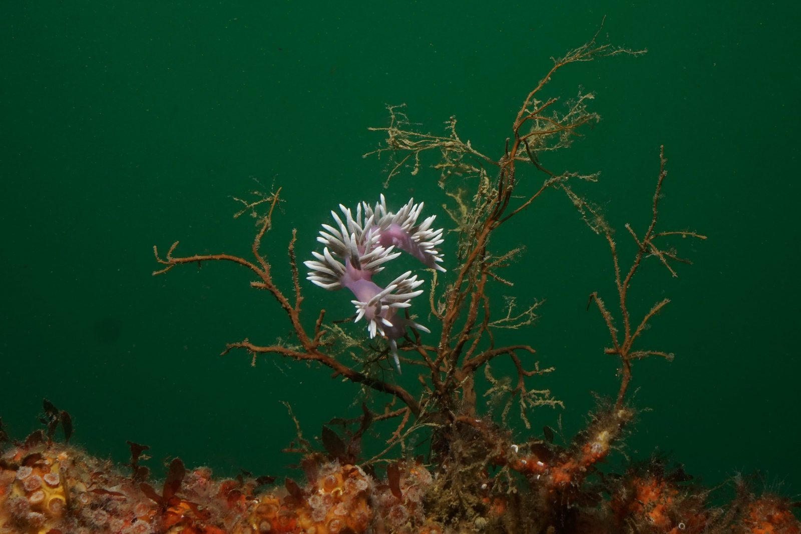 White nudibranch on a hydroid on a Bay of Islands wreck